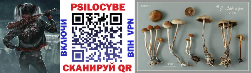 Купить где  Зубцов  Галлюциногенные грибы мухоморы 
